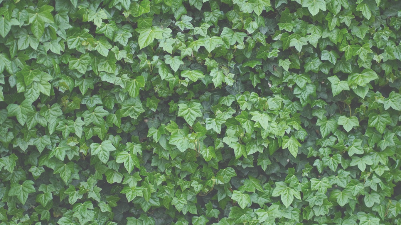 Green ivy leaves in soft natural light
